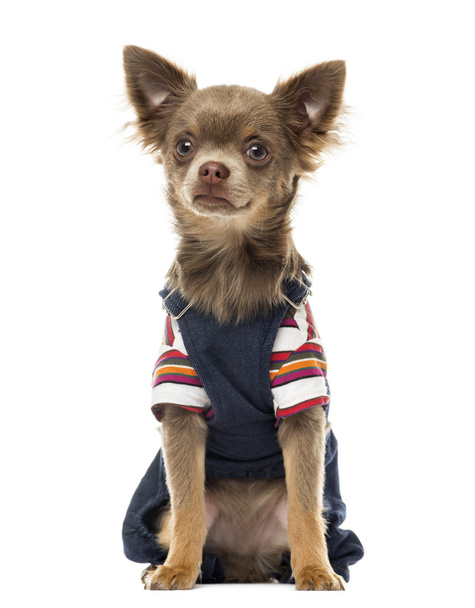 Vestito Chihuahua seduta, rivolta, isolata su bianco
 - Foto, immagini