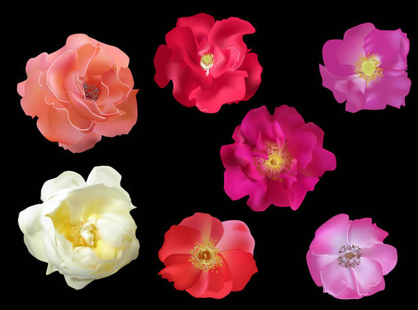 seven brier and rose isolated on black blooms - Vector, Image