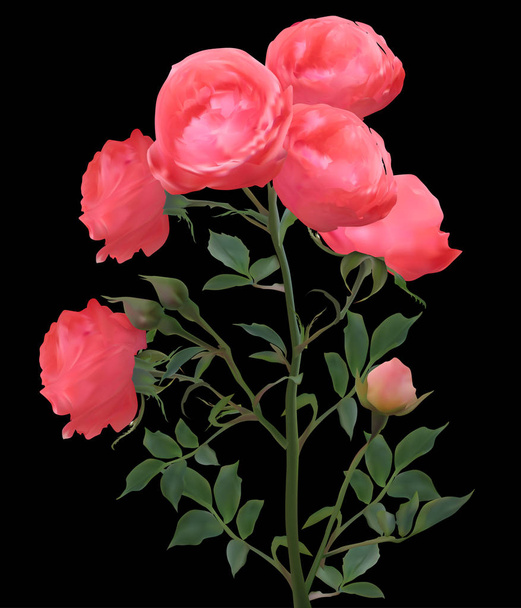 červené růže květiny a tři poupata na černé - Vektor, obrázek