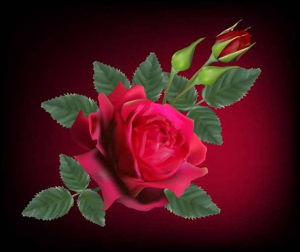 κόκκινο τριαντάφυλλο και μπουμπούκια σε σκούρο φόντο - Διάνυσμα, εικόνα