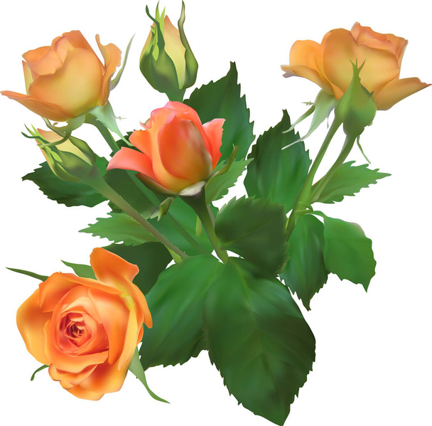 букет оранжевых роз и бутонов
 - Вектор,изображение