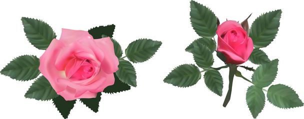 pink isolated two roses with leaves - Vector, Image