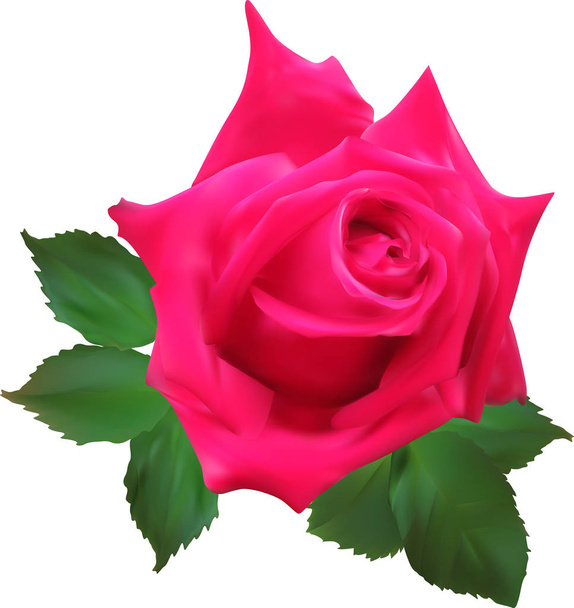 κόκκινο τριαντάφυλλο ανθίσει απομονώθηκε σε λευκό φόντο - Διάνυσμα, εικόνα
