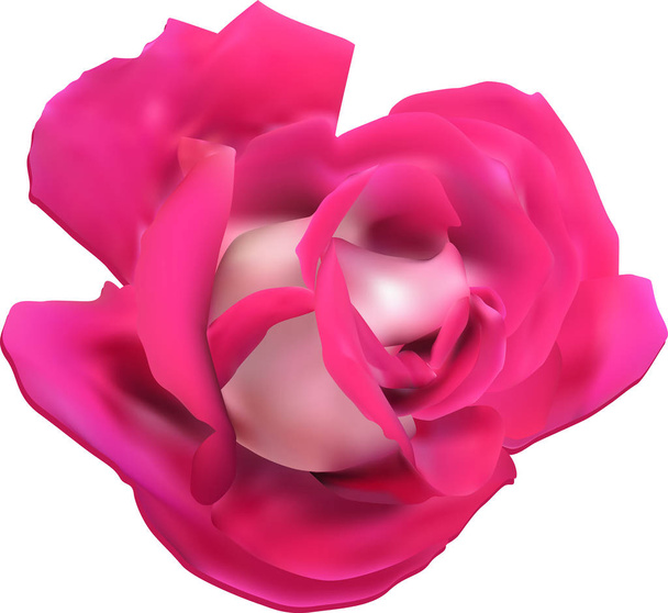 jeden izolovaný laight a tmavě růžový květ růží - Vektor, obrázek