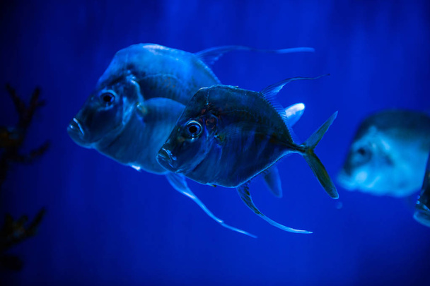 Selene fish Atlantic moonfish swarm in blue water ocean aquarium nature  - Foto, immagini
