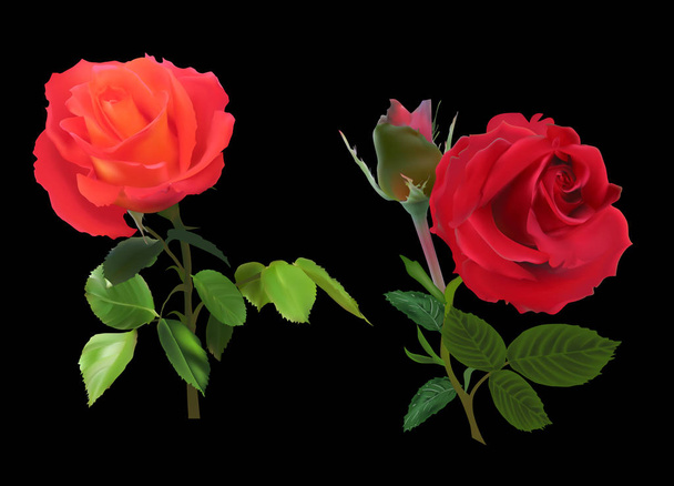 dwie jasne czerwone róże na czarno - Wektor, obraz