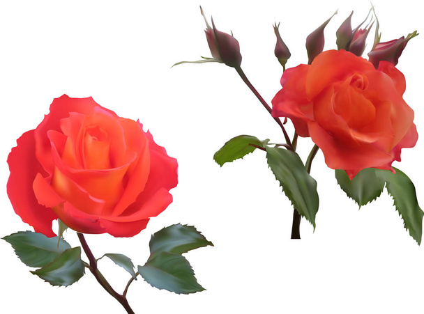 two isolated bright orange rose flowers - Vector, Image