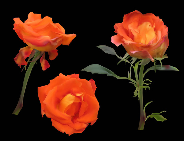 τρία φωτεινά πορτοκαλί τριαντάφυλλα που απομονώνονται σε μαύρο  - Διάνυσμα, εικόνα