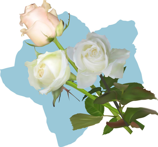 three white rose flowers on blue background - Vector, Image