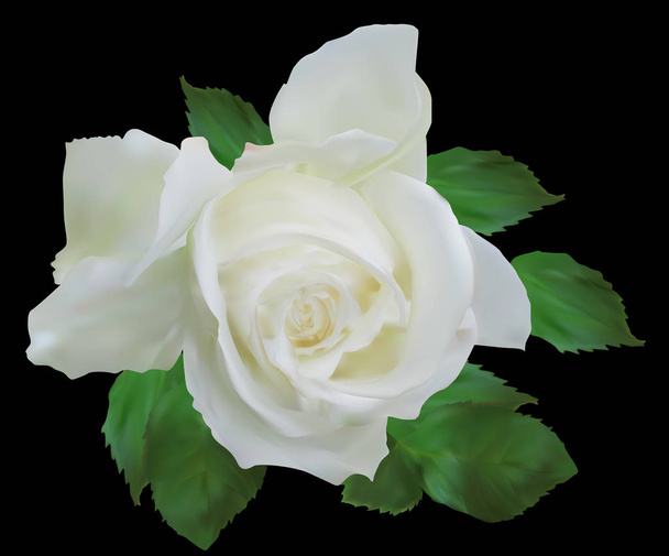 isolated on black white rose with small green leaves - Vector, Image
