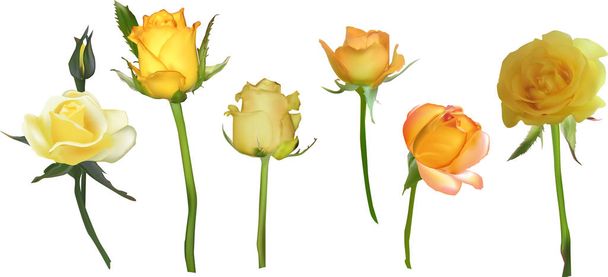six yellow roses isolated on white - Vector, Image