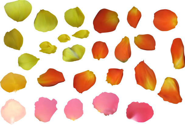 желтые и розовые лепестки роз изолированы на белом
 - Вектор,изображение