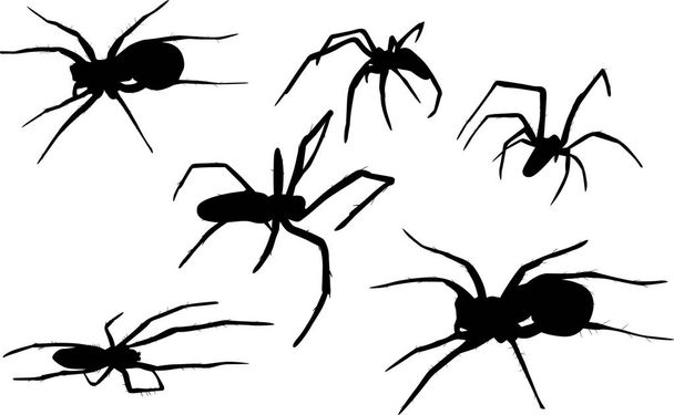 six isolated black spiders illustration - Vector, Image