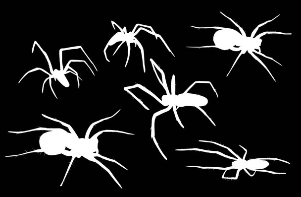 six isolated white spiders illustration - Vector, Image