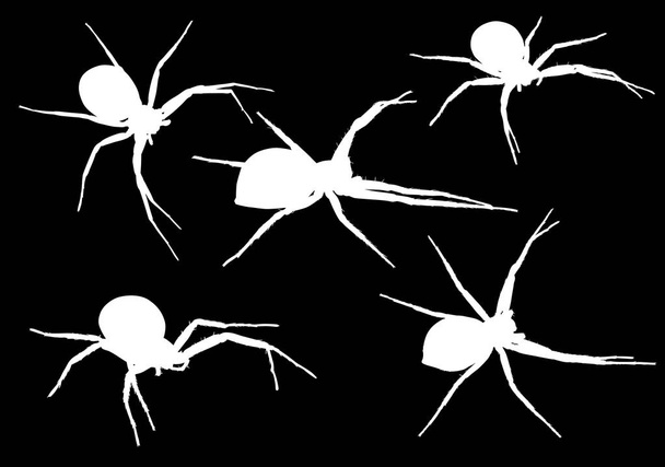 п'ять маленьких білих павуків ілюстрація
 - Вектор, зображення
