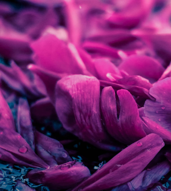 Abstraktní květinové pozadí, fialová okvětní plátky ve vodě - Fotografie, Obrázek