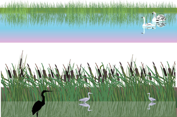swans and herons in rushy lake - Vector, Image