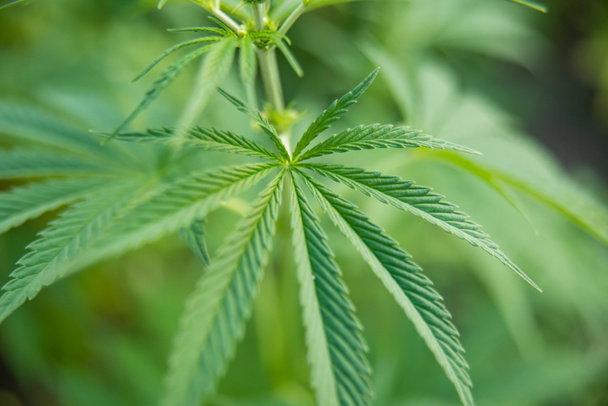 Nahaufnahme einer Marihuana-Pflanze. Cannabis grünes Blatt für die Medizin - Foto, Bild