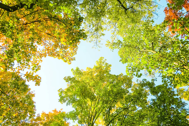 Otoño naturaleza escena fondo, hojas y árboles al aire libre
 - Foto, imagen