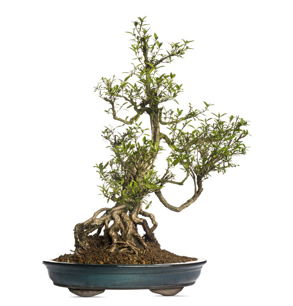 serissa bonsai tree, serissa foetida, isoliert auf weiß - Foto, Bild