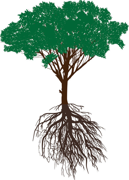 dark green isolated tree with root - Vector, Image