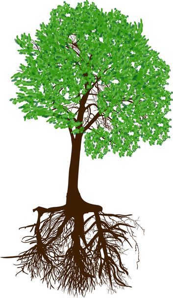 茶色の根を持つ緑の孤立した木 - ベクター画像