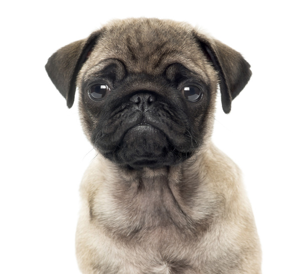 Close up of a Pug puppy, 2 months old, isolated on white - Photo, Image