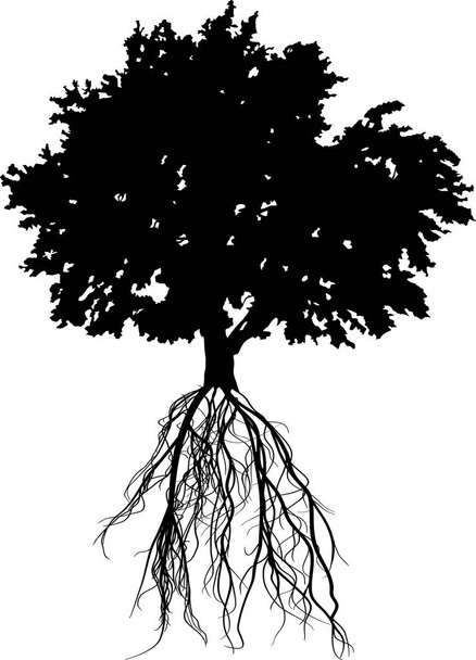 чорний старий великий дуб з корінням ізольований на білому
 - Вектор, зображення