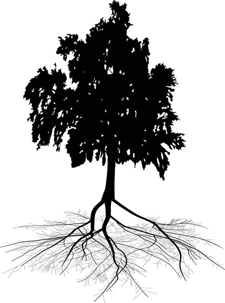 Kökleri beyaz üzerine izole edilmiş siyah huş ağacı - Vektör, Görsel