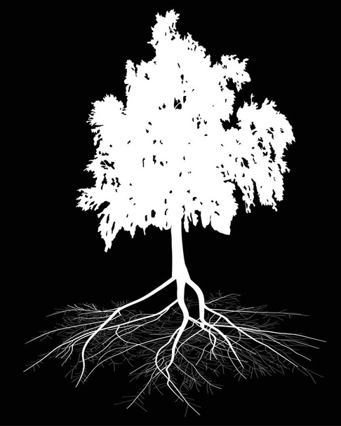 white birch with root isolated on black - Vector, Image