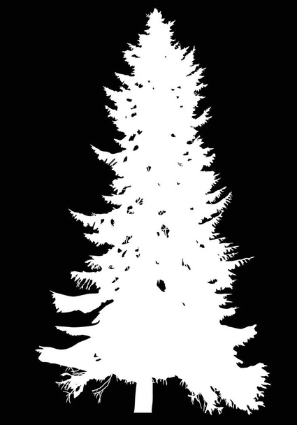 fir high tree white silhouette illustration - Vector, Image