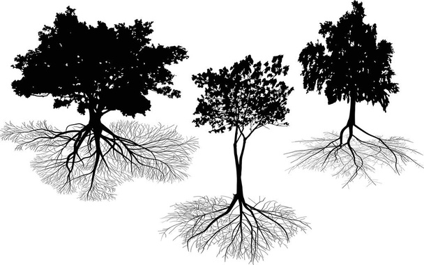 drei isoliert auf weißen Bäumen mit Wurzelsilhouetten - Vektor, Bild
