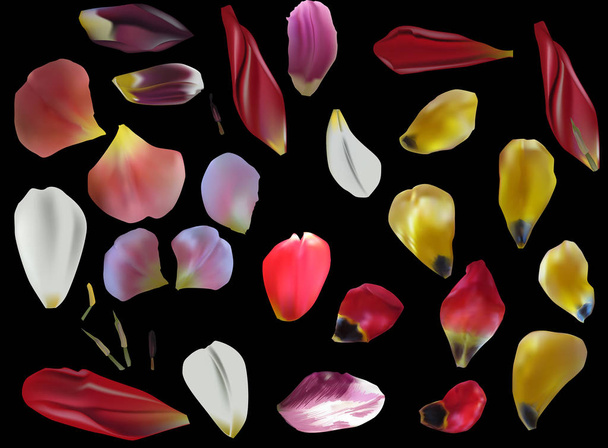groep tulpenblaadjes op zwarte achtergrond - Vector, afbeelding