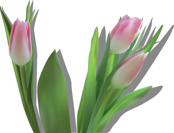 Haufen rosa Tulpen mit Schatten - Vektor, Bild
