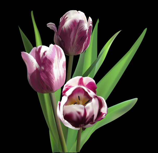 bunch of three dark tulips on black - Vector, Image
