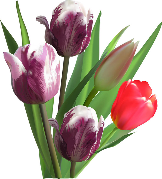 bouquet de tulipes foncées sur blanc
 - Vecteur, image