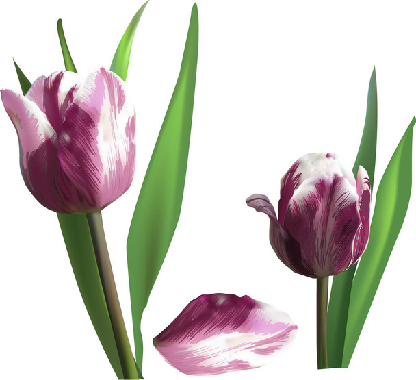 zwei dunkelrosa Tulpenblüten und ein einziges Blütenblatt - Vektor, Bild