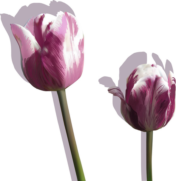 影を持つ2つの暗いピンクのチューリップの花 - ベクター画像