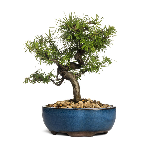 Europese lork bonsai boom, larix decidua, geïsoleerd op wit - Foto, afbeelding