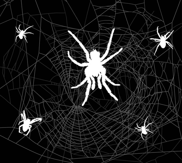 pięć białych pająków w szarej sieci - Wektor, obraz