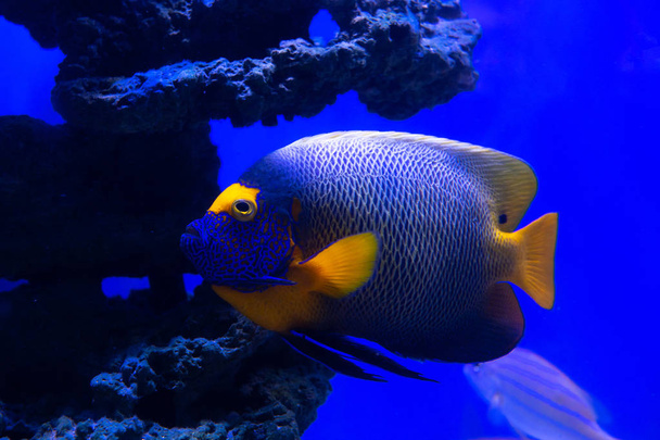 Mavi su deniz mercan resif akvaryum doğa balık vahşi - Fotoğraf, Görsel