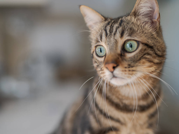 Mignon chat cheveux courts regardant curieux et fouinant à la maison
 - Photo, image