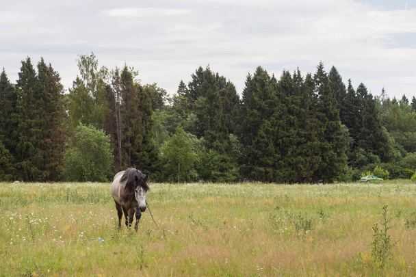 Szürke ló eszik füvet-ra egy zöld mező. Lólegeltetés a gyepen. - Fotó, kép