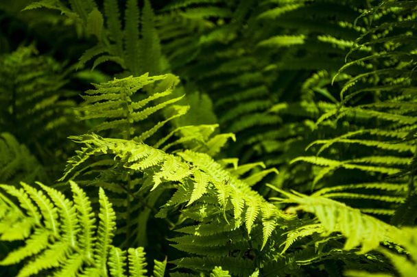 Φόντο ή υφή από μεγάλα φύλλα πράσινης φτέρης σε δοκάρια του ήλιου στη μέση του ξύλου. - Φωτογραφία, εικόνα