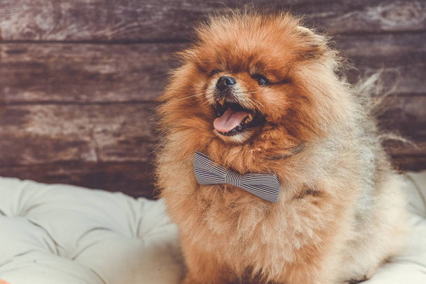 Close up of   happy  fashion smiling  fluffy Pomeranian spitz dog  with bow tie  on   gray background. Empty space - Foto, Imagen