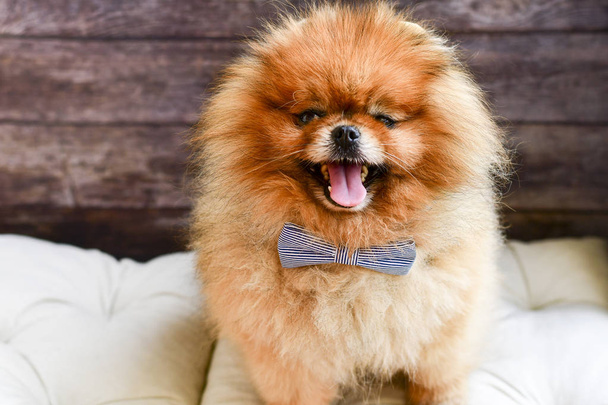 Close up of   happy  fashion smiling  fluffy Pomeranian spitz dog  with bow tie  on   gray background. Empty space - Fotó, kép