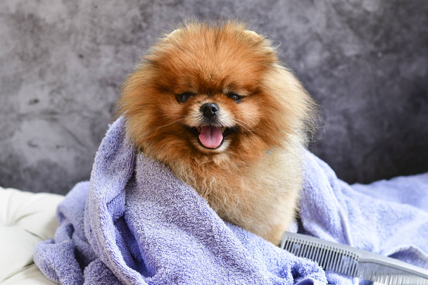  bonito pequeno feliz fofo pomeranian cão em uma toalha após o banho, grooming
 - Foto, Imagem
