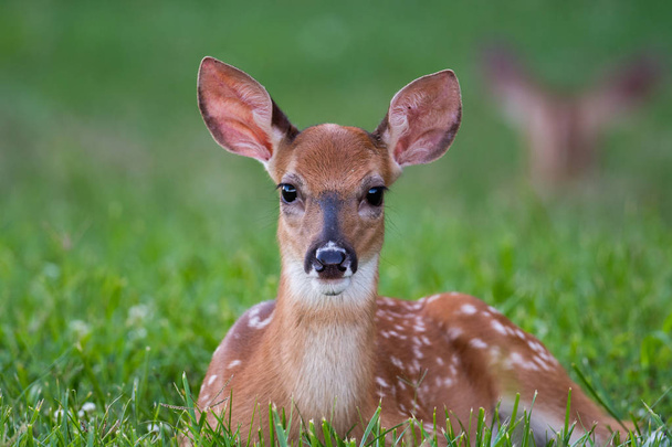 White-tailed deer fawn bedded down in an open meadow  - Photo, image