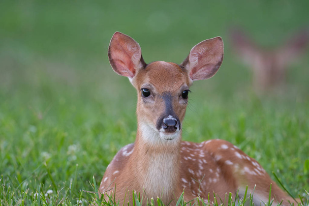 White-tailed deer fawn bedded down in an open meadow  - Foto, immagini