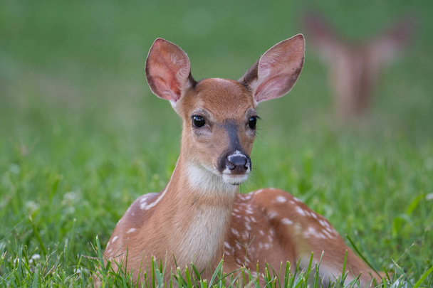 White-tailed deer fawn bedded down in an open meadow  - Photo, Image